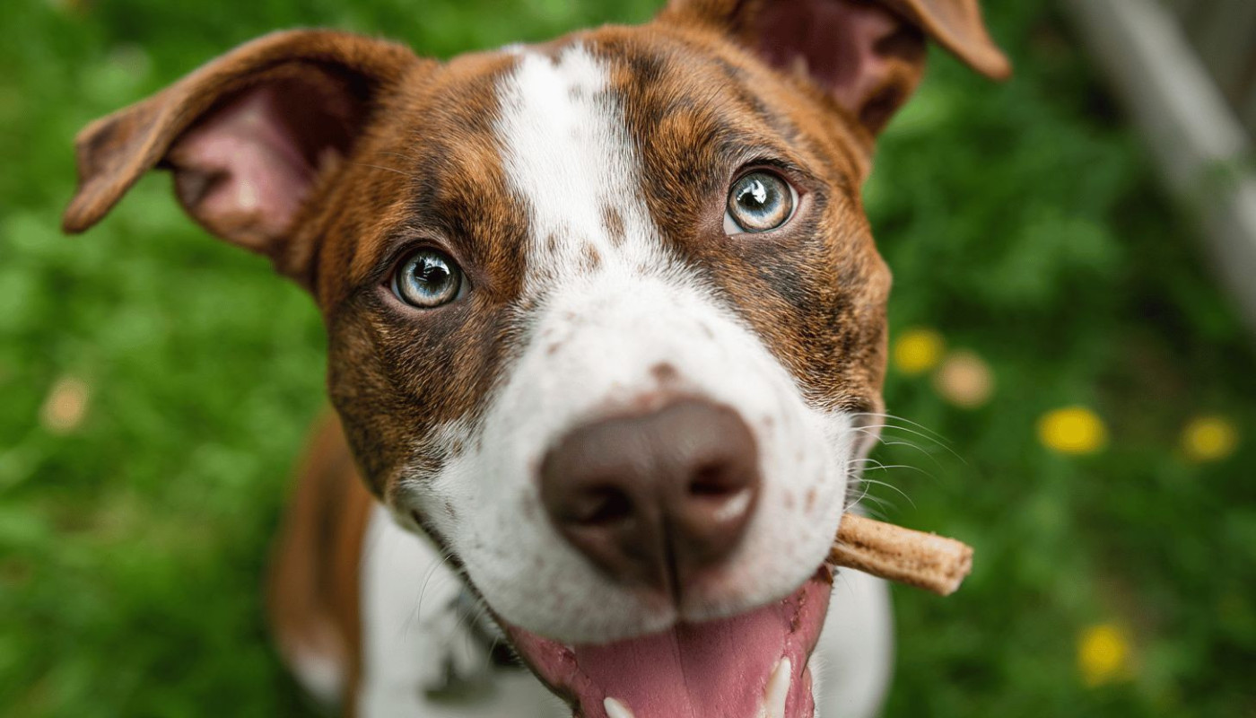 Chien - Comment choisir les meilleures friandises à mâcher pour la santé dentaire de votre chien