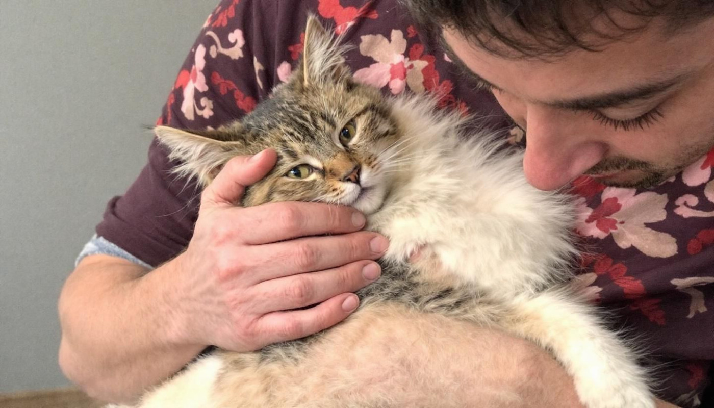 Animaux domestiques - Comment préparer votre animal pour une consultation d'urgence vétérinaire ?